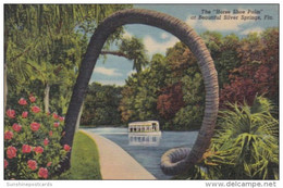 Florida Silver Springs The Horse Shoe Palm Curteich - Silver Springs