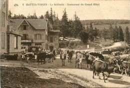 Valtin * La Schlucht * Le Restaurant Du Grand Hôtel Français * Passage De Troupeau Bovin - Autres & Non Classés