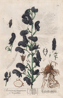 Aconitum Magnum Napellus - Eisenhüthlein - Eisenhut Mönchskappe Monk's-hood Aconite Wolfsbane Pflanze Plant Bo - Estampes & Gravures