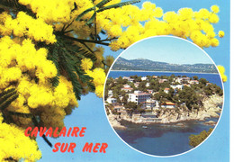 Cavalaire Sur Mer Le Cap ( Mimosa - Cavalaire-sur-Mer
