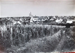 Carte Photo  ROUFFACH - Ue Générale Et Le Vignoble - - Rouffach