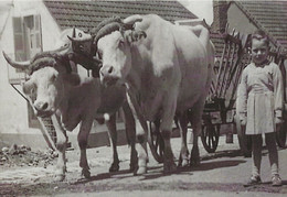 03 NERIS LES BAINS EN 1954 IL  N Y A PAS  D AGE POUR ETRE  BOUVIER  PIERRE  BERTRAND  ET UN ATTELAGE DE BOEUFS - Farmers