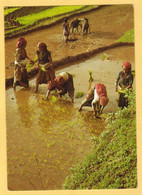 Women Are Planting Rice In Nepal - Posted 1985 - Népal