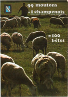 CPM En Champagne, 99 Moutons + 1 Champenois = 100 Bêtes TBE - Champagne-Ardenne