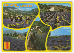 {88880} Images De Provence , Cueillette De La Lavande , Multivues - Artisanat