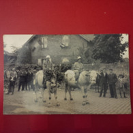 CARTE PHOTO MULHOUSE FETE MESTI ? HOMMES SUR DES BOEUFS - Mulhouse