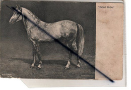 Animal Studies " Cheval : Prize Arabian "Safran" - Pferde