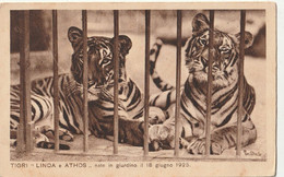 Animal Collection Tiger Tigre Tigri   LINDA  E  ATHOS  1925 Giordano Zoologico Zoo Governatorato Roma Italia - Tigers