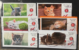 België My Stampt/ Duostamps Katten - Sonstige & Ohne Zuordnung