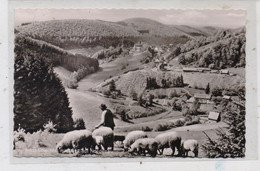 5948 SCHMALLENBERG - NORDENAU, Nesselbachtal, Schafherde - Schmallenberg