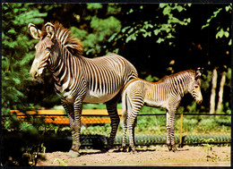 F6352 - TOP Leipzig Zoo Tierpark Zebra Fohlen - Verlag Bild Und Heimat Reichenbach - Cebras