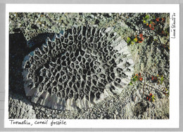 VIE6 - TAAF TROMELIN , Corail Fossile - Carte Lucia SIMION - En Mm 140x201 (+ Ou - ) - Briefe U. Dokumente