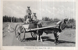 CPA  CANADA---A HABITANT OX CART, GASPE - Gaspé