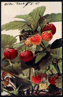 1790 - Erdbeeren - Photochromie ?? - Römmler & Jonas Dresden - Plantas Medicinales