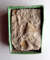 TROCHUS CRENULARIS - Fossile éocène - Fossilien