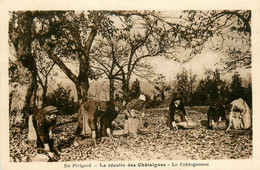 Gaujac * En Dordogne * La Récolte Des Châtaignes * Lo Cohtognosou * En Forêt - Other & Unclassified