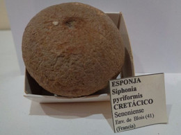 Esponja Silicea Fósil. Siphonia Pyriformis. Edad: Cretácico (cenoniense). Prcedencia: Francia, Env. De Blois. - Fósiles