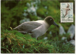 Albatros Fuligineux ,  Carte-maximum Port Aux Francais 1979 - Cartas