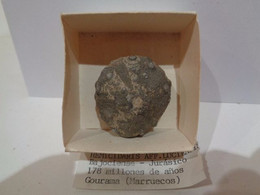 Erizo Fósil. Hemicidaris Aff. Luciensis.. Edad: Jurásico (bajociense) 178 Ma. Procedencia: Gourama, Marruecos. - Fossielen