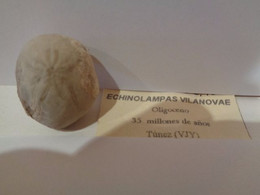 Erizo Fósil. Echinolampas Vilanovae. Edad: Oligoceno 35 Millones De Años. Procedencia: Tunez. - Fossils
