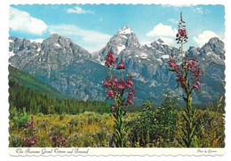 WY - WYOMING  --  YELLOWSTONE - GRAND TETON AND FIREWEED - Yellowstone