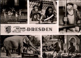 ! DDR Ansichtskarte Dresden, Zoo, Elefanten, Elephants, Affen - Monos