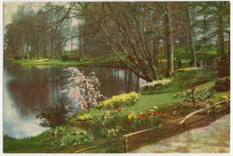 Bloembollenvelden - Narcissen, Tulpen - (Uitgave Fa. J.W. De Gruijter - Sassenheim - T 255) - Sassenheim