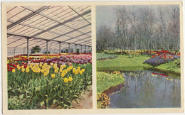 Lisse Holland - 'Keukenhof' - Bloembollenvelden - Kas En Volle Grond - (Stempel: 'National Flowershow 1952') - Lisse