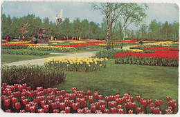 'It Is Bulb-Time' - 'Keukenhof' - De Bloembollenvelden In Bloei - (Lisse, Zuid-Holland, Nederland) - 1958 - Lisse