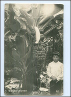 XX16250/ Madeira Portugal  Bananenpflanze  Foto AK Ca.1925 - Ohne Zuordnung