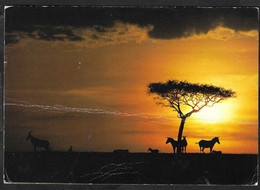 AFRICA - ZEBRE AL TRAMONTO - FORMATO GRANDE 17 X 12 - VIAGGIATA - Zebre