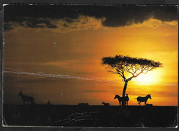 AFRICA - ZEBRE AL TRAMONTO - FORMATO GRANDE 17 X 12 - VIAGGIATA - Cebras
