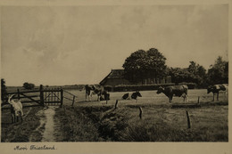 Mooi Friesland Serie No 7 (koeien) 1938 - Andere & Zonder Classificatie