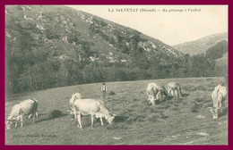 LA SALVETAT - Au Pâturage à Cacdoel - Vaches - Berger - Paysan - Edit. GUIRAUD - La Salvetat