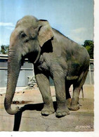 69 LYON Les Animaux Du Parc De La Tete D'Or Un Elephant Du Troupeau - Autres
