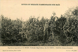 Bartac * Expérience Organisée Par M. Nègre , Professeur D'agriculture Chez M CIROU * Sulfate D'amoniaque * Agriculture - Altri & Non Classificati