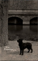 ! Alte Foto Ansichtskarte Hund, Sein Stammbaum, Photograph Hoffmann, Bad Kissingen - Dogs
