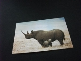 RINOCERONTE BLACK RHINOCEROS NGORONGORO CRATER TANZANIA - Rhinozeros