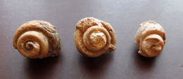 3 Fossiles De Gastéropode - Fossielen