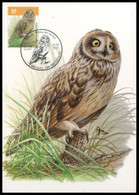 Carte Maximum / Maximum Kaart° - 4218 - Hibou Des Marais / Velduil / Kurzohrige Eule/Short-eared Owl - BUZIN - 2011-2014