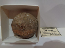 Fossil Sea Urchin. Psephechinus Michelini. Age: Jurassic, Bathonian. 175 Million Years. Gourama, Marruecos. - Fósiles