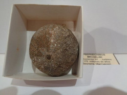 Fossil Sea Urchin. Psephechinus Michelini. Age: Jurassic, Bathonian. 175 Million Years. Locality: Gourama, Morocco. - Fossils