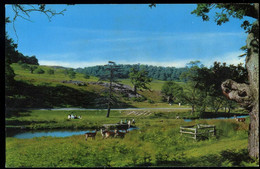 Leicester Leics Deer In Bradgate Park - Leicester