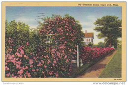 Massachusetts Cape Cod Typical Rambler Roses 1949 Curteich - Cape Cod