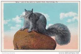 Pennsylvania Harrisburg Billy One Of The Pet Squirrels In Capitol Park 1926 - Harrisburg