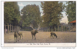 Illinois Peoria Elk At Glen Oak Park 1909 Curteich - Peoria