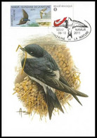 MYSTAMP/DUOSTAMP° - Namur - 15zaine De La Nature 2011 - Delichon Urbica / Hirondelle De Fenêtre / Raamzwaluw - BUZIN - Swallows