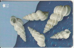 OMAN(GPT) - Seashells Of OMAN/Epitonium Aculeatum, CN : 52OMNC, 04/01, Used - Fish