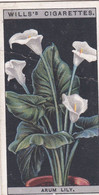 Flower Culture In Pots, 1925 - Wills Cigarette Card - 4 Arum Lily - Wills