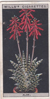 Flower Culture In Pots, 1925 - Wills Cigarette Card - 3 Variegated Aloe - Wills